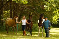 Horselux Equestrian Center.jpg