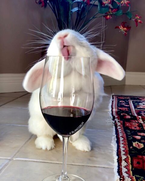 File:Blancobun.jpeg