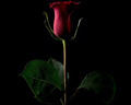 Thumbnail for version as of 06:12, 18 July 2023