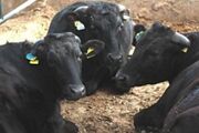 Wagyu Day12.JPG